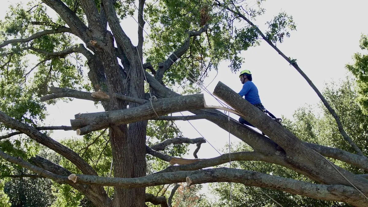 Professional Crown Thinning performed by certified arborists in Peterstown