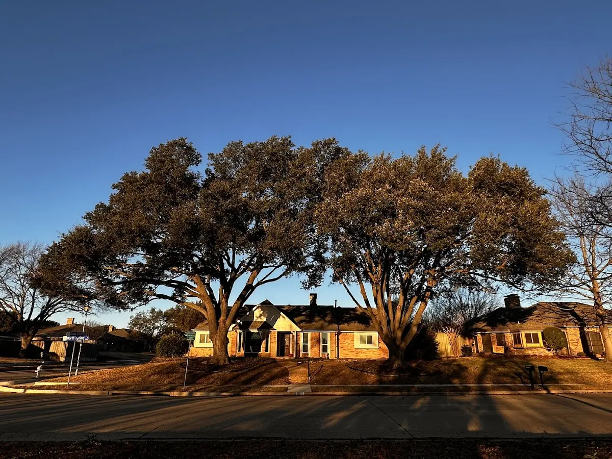 Established residential canopy tree shading a home in Peterstown
